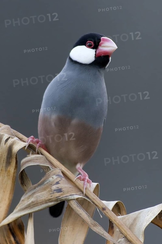 Java Sparrow (Lonchura oryzivora), Christmas Island, Australia