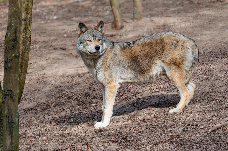 A Eurasian gray wolf (Canis lupus lupus) stands on dry forest floor. Transylvania, Romania
