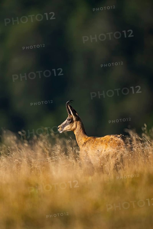 Chamois (Rupicapra rupicapra) on a meadow in the Vosges Mountains, wildlife, France