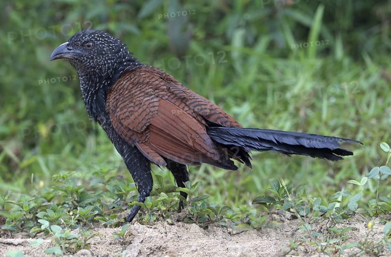 Greater Coucal (Centropus sinensis) juvenile, Penang, Malaysia