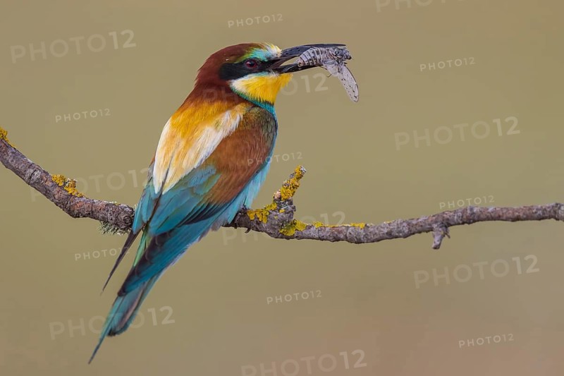 European Bee-eater (Merops apiaster) perched on a branch with an insect in its beak, Lesvos, Greece