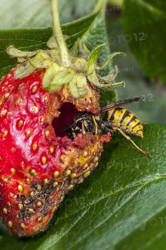 Common wasp (Vespula vulgaris) eating ripe garden strawberry (Fragaria × ananassa) and ruining crop