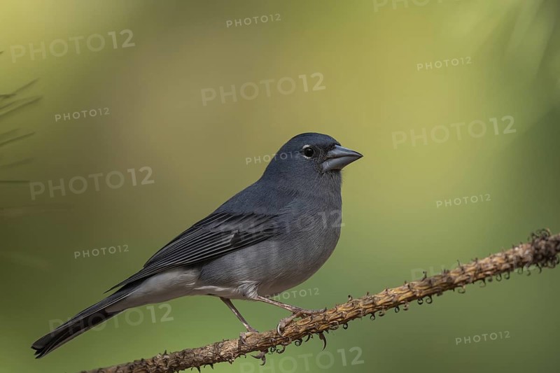 Blue Chaffinch (Fringilla teydea) male, Tenerife, Spain