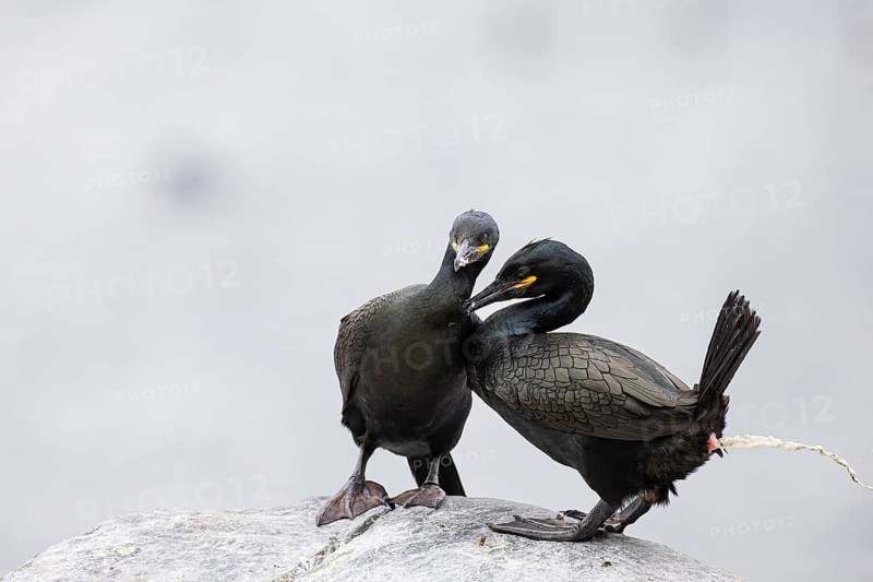 Cormorant (Gulosus aristotelis), breeding pair defecating and grooming during mating, Hornøya Island, Vardø, Varanger, Finnmark, Norway