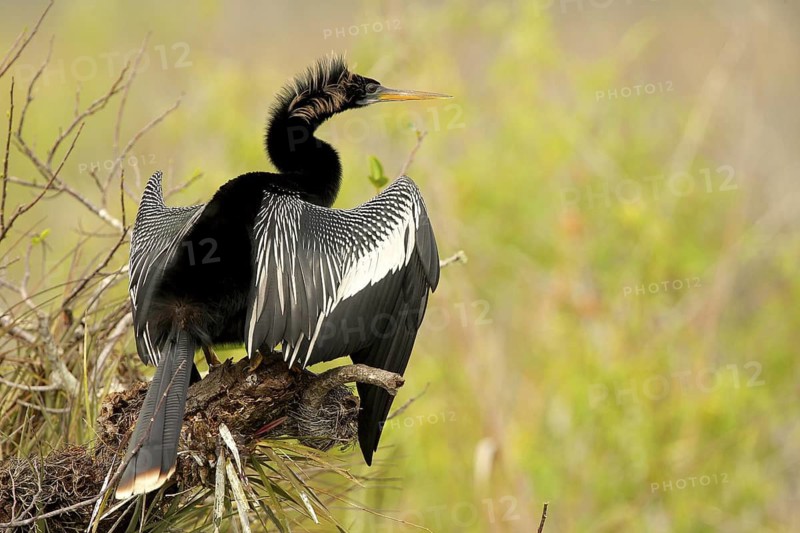 Anhinga (Anhinga anhinga), Florida, USA
