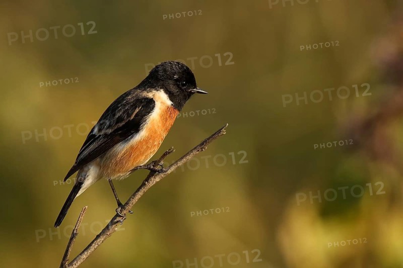 European Stonechat (Saxicola rubicola) male, Uttarakhand, India