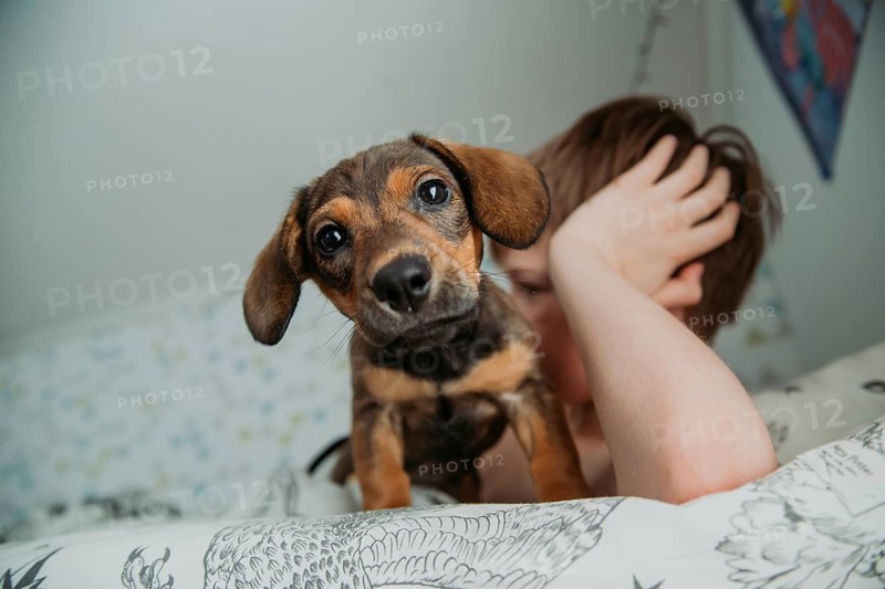 A young boy gently pets his cute, brown puppy while lying on a bed. The puppy's bright, expressive eyes look directly at the camera in a candid and heartwarming moment. The breed appears to be a mix, possibly with Dachshund characteristics