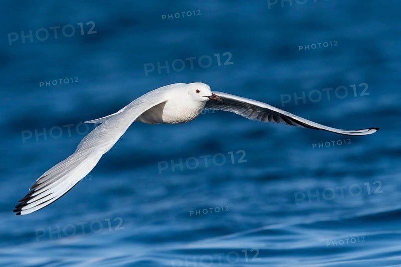 Slender-billed Gull (Chroicocephalus genei) flying, Eilat, Israel