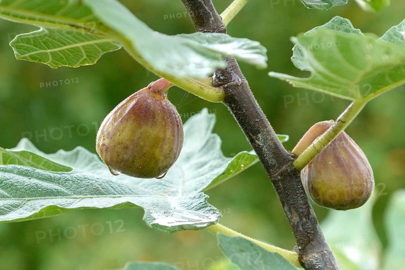 Common fig (Ficus carica 'Brown Turkey'),  Austria
