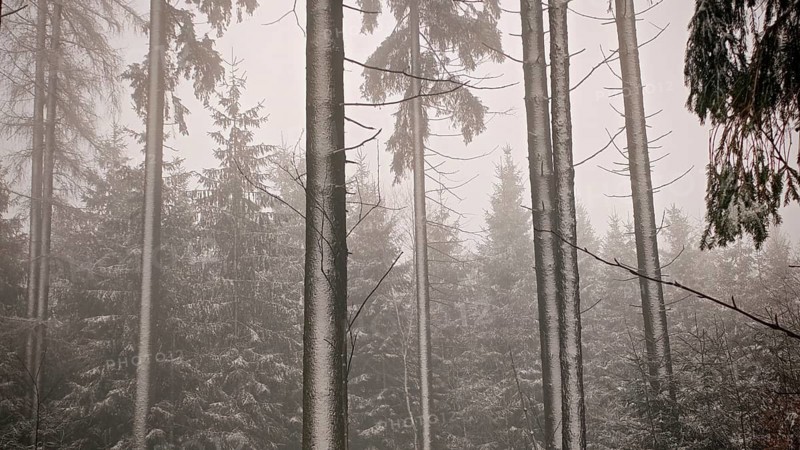Mystical forest scene with thick trees covered in fog, hiking on the Rennsteig in winter, Frankenwald nature park Park
