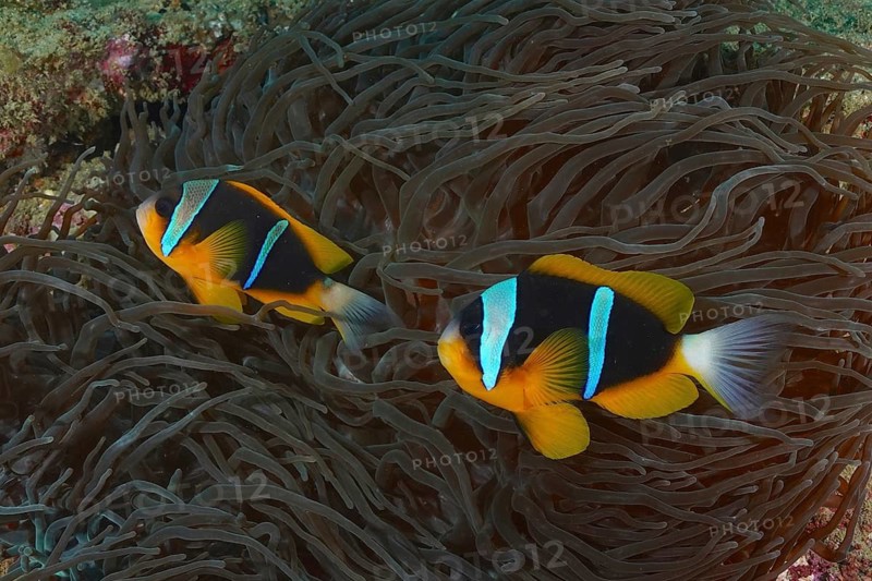 Allard's clownfish (Amphiprion allardi)