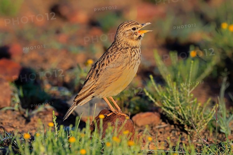 Bush Pipit (Anthus caffer), adult, on ground, singing, Pilanesberg National Park, North West Province, South Africa, Africa, Germany