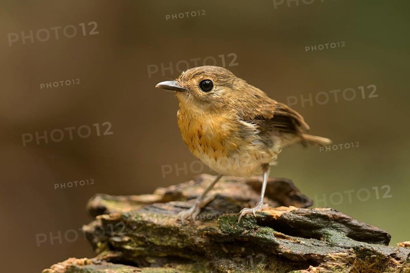 Rufous-chested Flycatcher (Ficedula dumetoria) female, Selangor, Malaysia