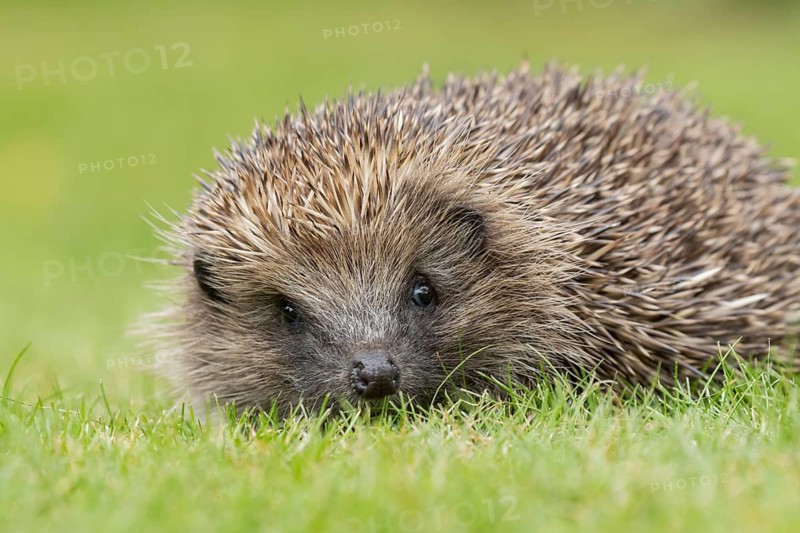 European hedgehog (Erinaceus europaeus) adult animal on a garden grass lawn in summer, England, United Kingdom