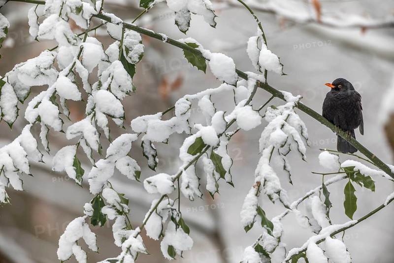 The almost black plumage of the male blackbird (Turdus merula) forms a beautiful contrast to the white of the snow, winter, snow, cold, December, Germany