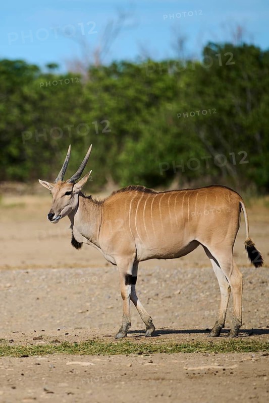 Common eland (Taurotragus oryx) standing in the dessert, captive, distribution Africa