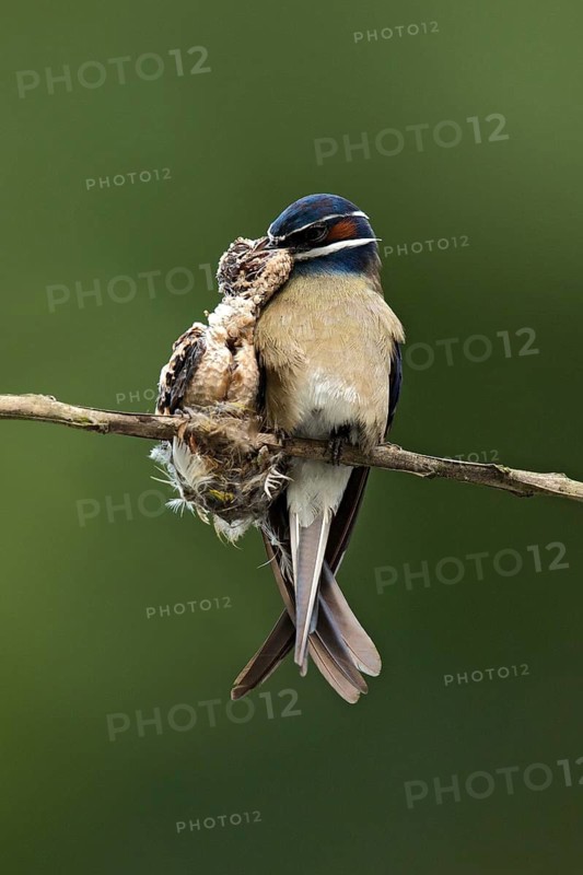 Whiskered Treeswift (Hemiprocne comata) perched on a branch feeding chick, Pahang, Malaysia