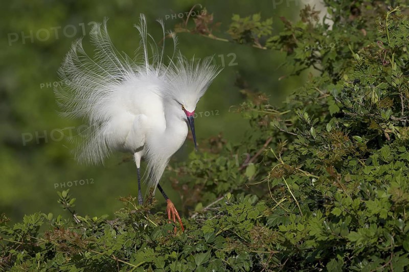 Snowy Egret (Egretta thula) displaying, Florida, USA