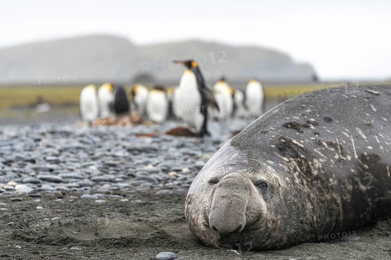 Southern elephant seal (Mirounga leonina), male, lying on the shingle beach, group of king penguins (Aptenodytes patagonicus) in the background, Salisbury Plain, South Georgia
