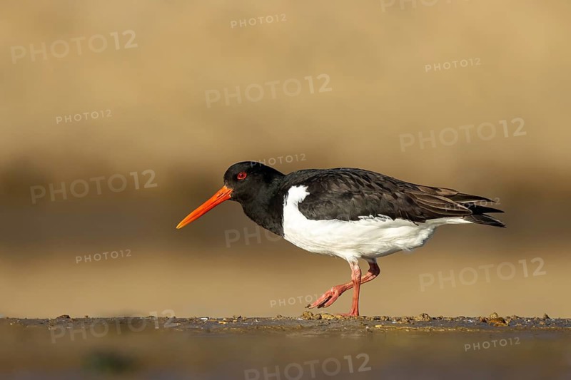 Eurasian Oystercatcher (Haematopus ostralegus) female, North Rhine-Westphalia, Germany