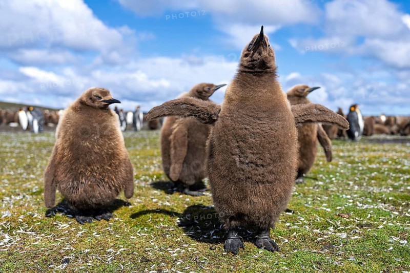 King penguin (Aptenodytes patagonicus), young birds with brown down plumage in colony, Volunteer Point, East Falkland, Falkland Islands