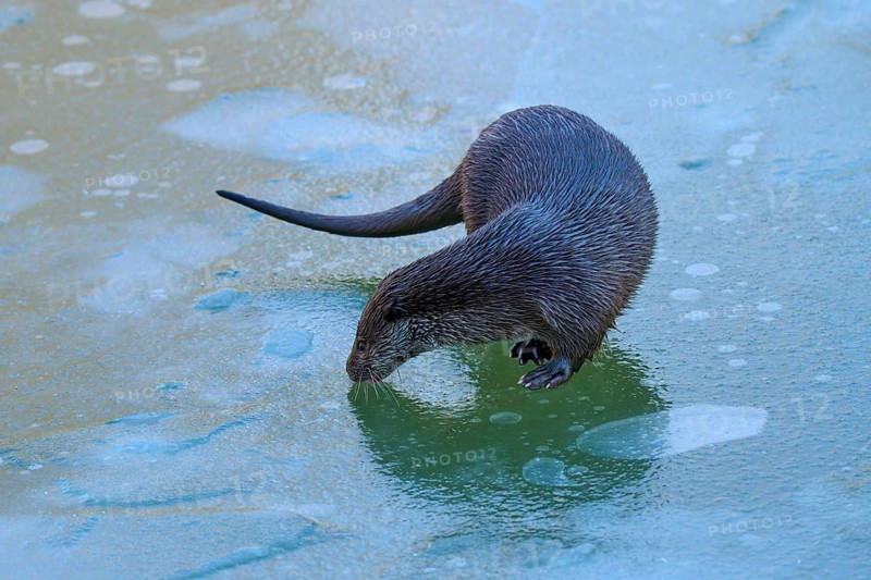 An otter carefully examining the surface of the ice, winter, otter (Lutra lutra), Hesse, Germany