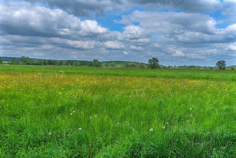 Landscape with wildflower meadow, Schrobenhausen, Upper Bavaria, Germany