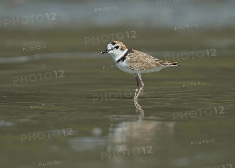Malaysian Plover (Charadrius peronii), Thailand
