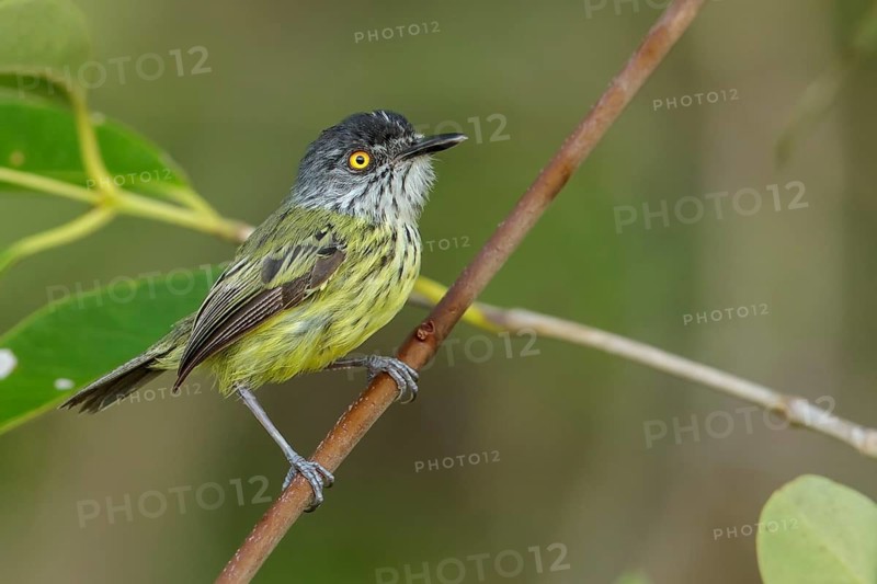 Spotted Tody-Flycatcher (Todirostrum maculatum) perched on a branch in the grasslands of Guyana