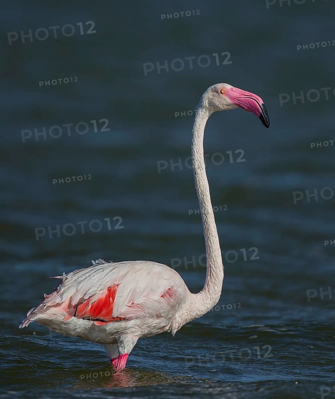 Greater Flamingo (Phoenicopterus roseus), Sardinia, Italy