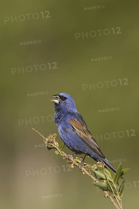 Blue Grosbeak (Passerina caerulea) male singing, California, USA