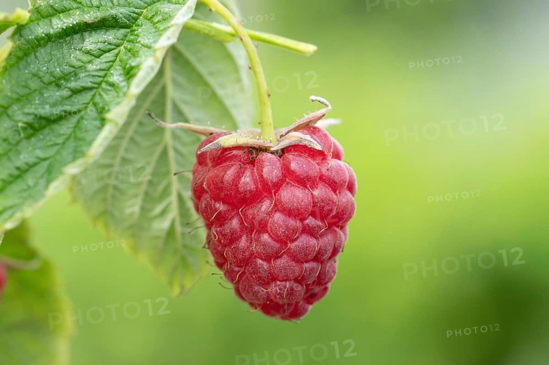 Raspberry (Rubus idaeus 'Little Sweet Sister'), Cambridge Botanical Garden, Germany