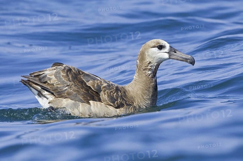 Black-footed Albatross (Phoebastria nigripes), Washington, USA