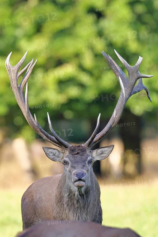 Red deer (Cervus elaphus), capital stag in a forest clearing, animal portrait, wildlife, Sauerland, North Rhine-Westphalia, Germany