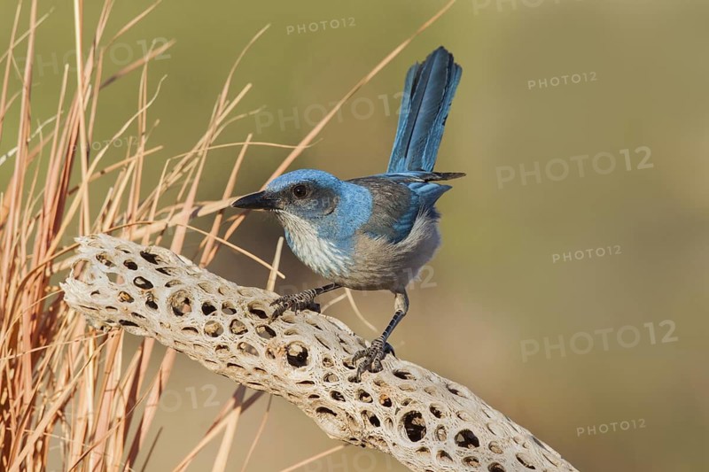 Woodhouse’s Scrub-Jay Aphelocoma woodhouseii Tucson, Pima County, Arizona, United States 9 February Adult Corvidae Formerly Western Scrub-Jay (Aphelocoma californica nevadae)