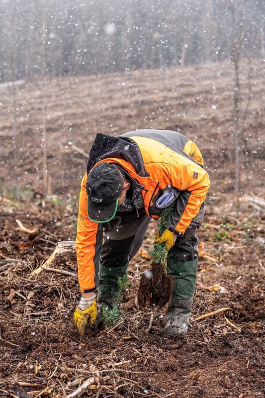 Reforestation in the Arnsberg Forest near Warstein-Sichtigvor, Soest district, forestry workers planting young trees, mixed forest, young plants of the giant arborvitae, Thuja plicata, on the site of a spruce forest that had died and been felled due to heavy bark beetle infestation, North Rhine-Westphalia, Germany