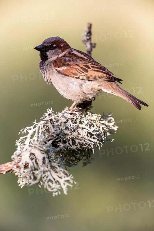 House Sparrow (Passer domesticus) male perched on lichen branch, Andalusia, Spain