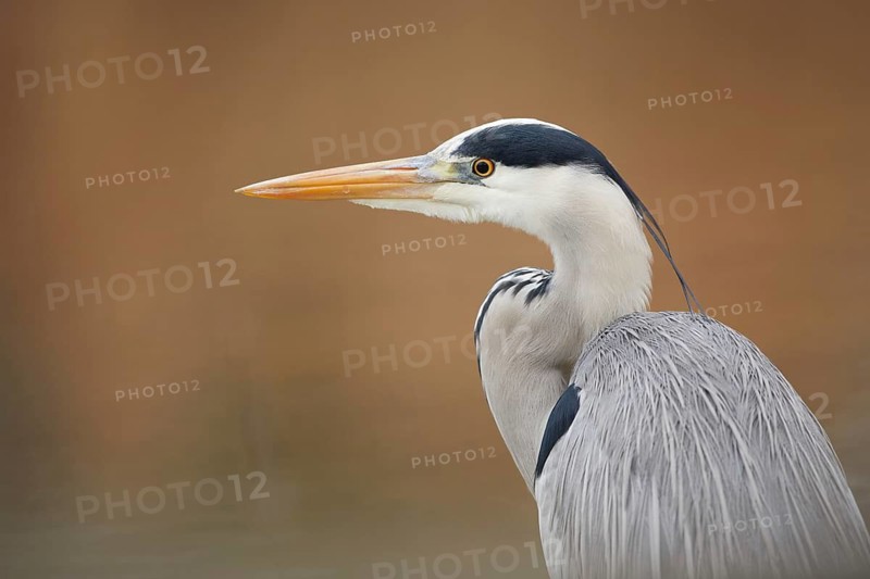 Grey Heron (Ardea cinerea), Basel, Switzerland