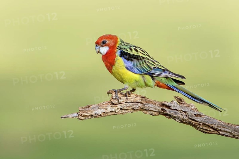 Eastern Rosella (Platycercus eximius) male, New South Wales, Australia