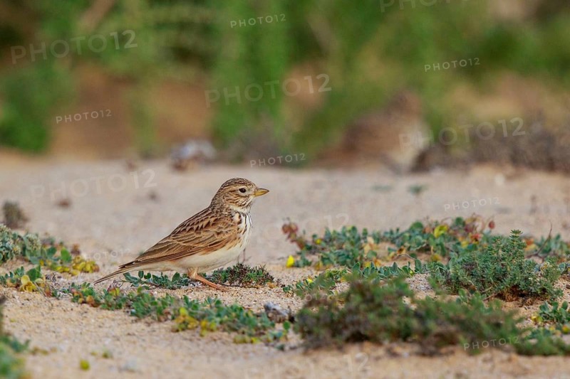 Lesser Short-toed Lark (Alaudala rufescens), Fuerteventura, Spain