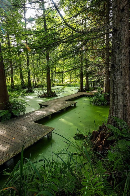 Bochum, North Rhine-Westphalia, Germany - Swamp cypresses in the tertiary pond, Botanical Garden of the Ruhr-Universität Bochum. As part of the Ruhr University Bochum, the botanical garden is primarily used for research and teaching, but also for education and public recreation