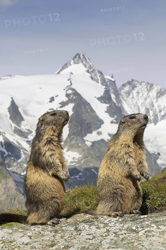 Alpine marmots (Marmota marmota) couple in front of the snow covered mountain Grossglockner, Hohe Tauern National Park, Carinthia, Austria