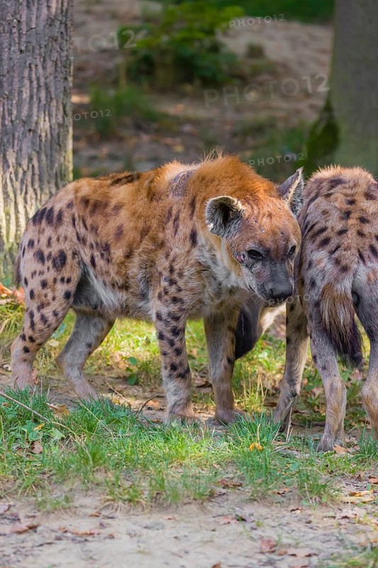 Two spotted hyenas (Crocuta crocuta), or laughing hyena meet