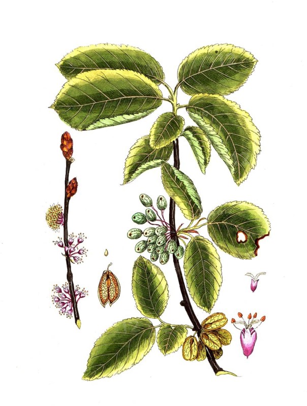 Ulmus campestris, field elm, digital reproduction of a historical model, between 1790 and 1810