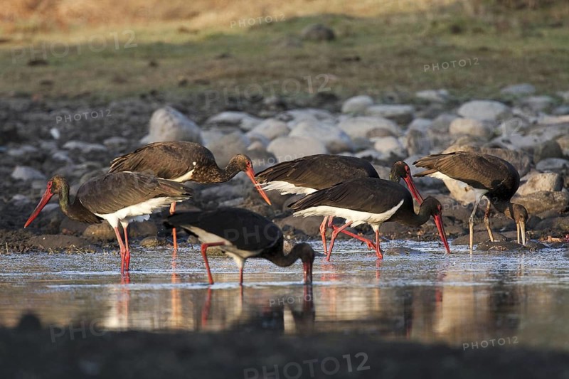 Black Stork (Ciconia nigra) foraging, Castile-La Mancha, Spain