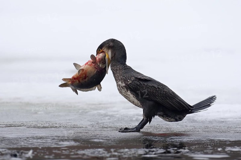Great Cormorant (Phalacrocorax carbo), Hamburg, Germany