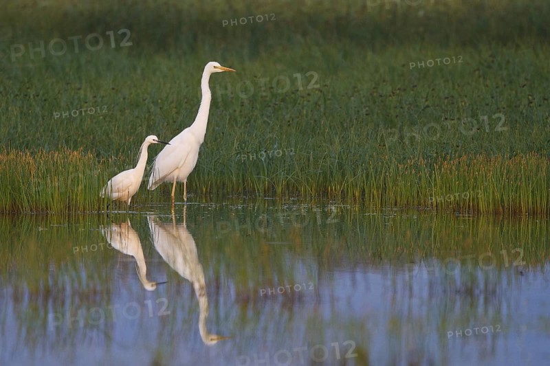 Little Egret & Great Egret (Egretta garzetta & Ardea alba) foraging, Greece