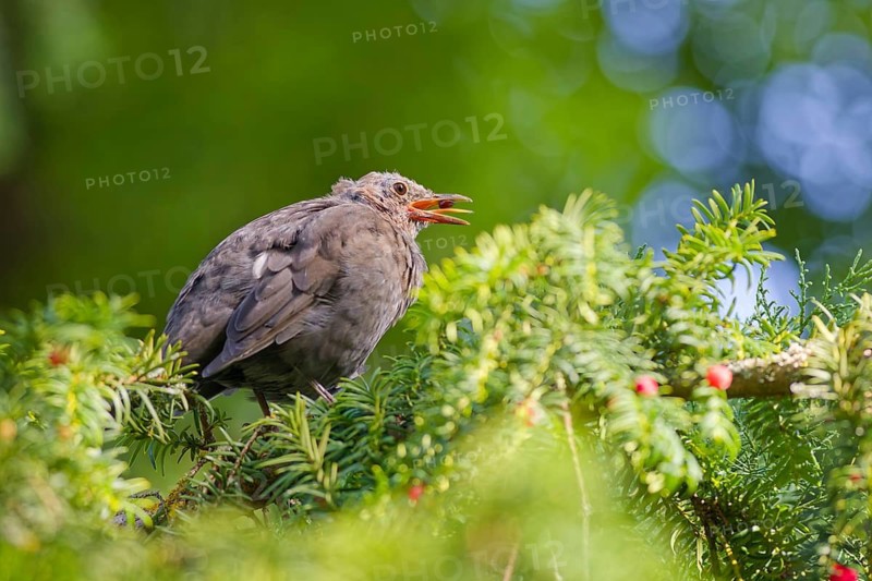 Juvenile common blackbird (Turdus merula) calling with open beak while perched on European yew branch in natural light, Germany
