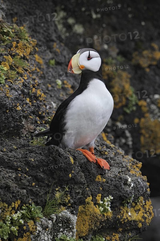 Horned Puffin (Fratercula corniculata), Alaska, USA
