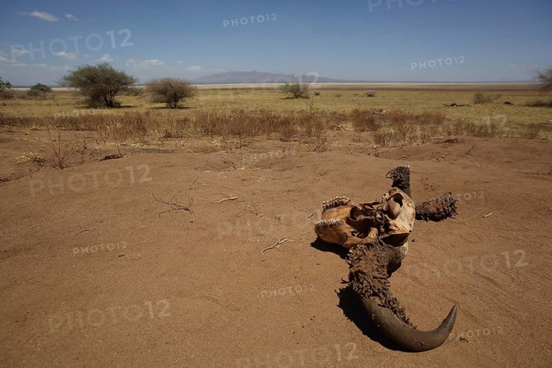 Skull bone with horns of cape buffalo (Syncerus caffer caffer) in the steppe, savannah, landscape, aridity, drought, symbol, death, dying, Lake Manyara N.P, Tanzania, East Africa